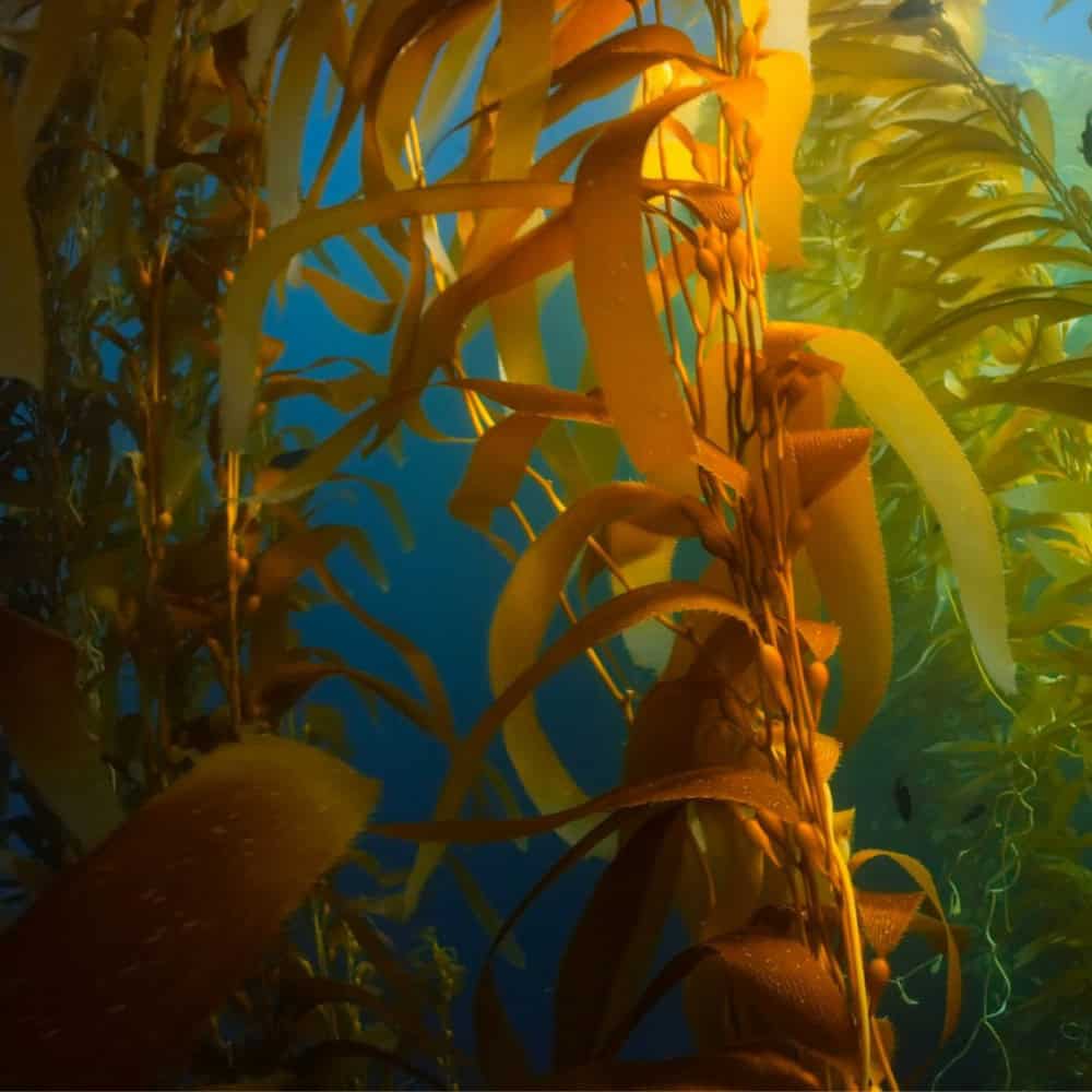 Can Alaska Kelp Help Washington Crops Beat the Heat?