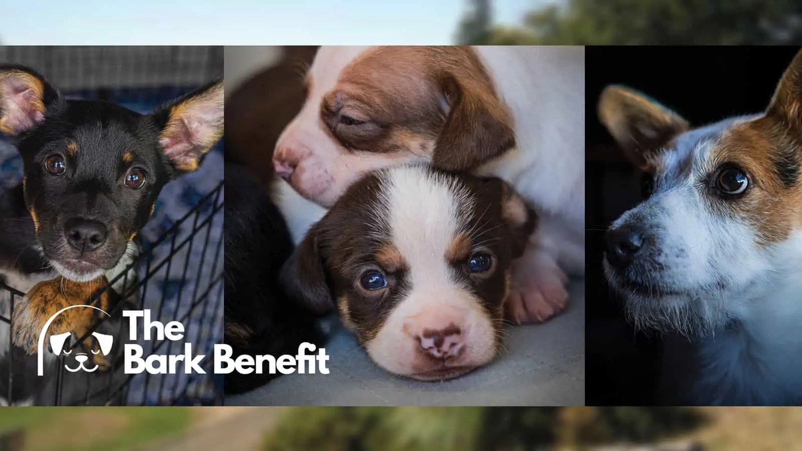 The Bark Benefit is changing lives, one rescue at a time