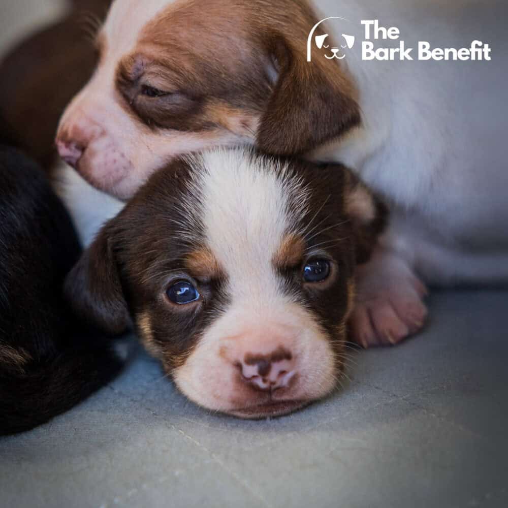 The Bark Benefit is changing lives, one rescue at a time