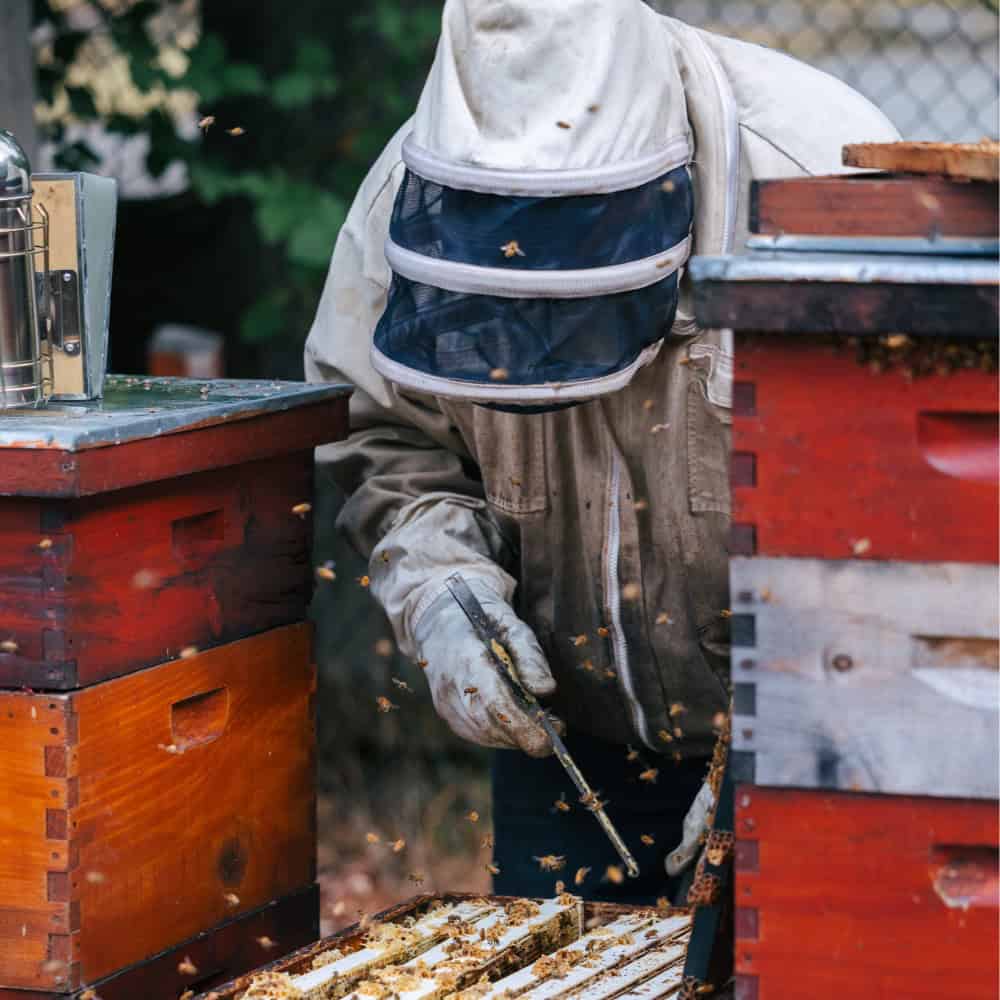 A beekeeper in protective gear tends to wooden beehives, using a tool among active bees.