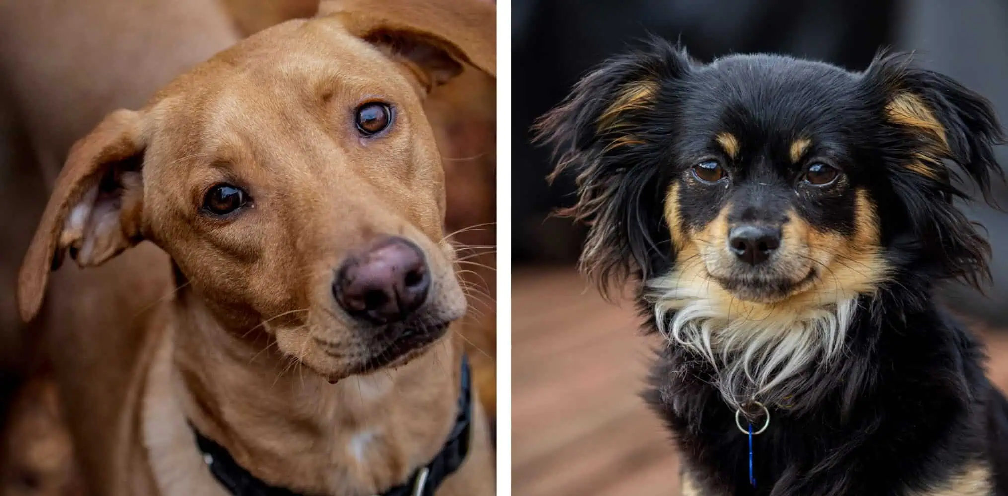 Side-by-side close-up photos of two rescue dogs: one brown with short fur and one black with tan and white markings, both wearing collars—capturing the heartwarming spirit of changing lives through Bark Benefit.