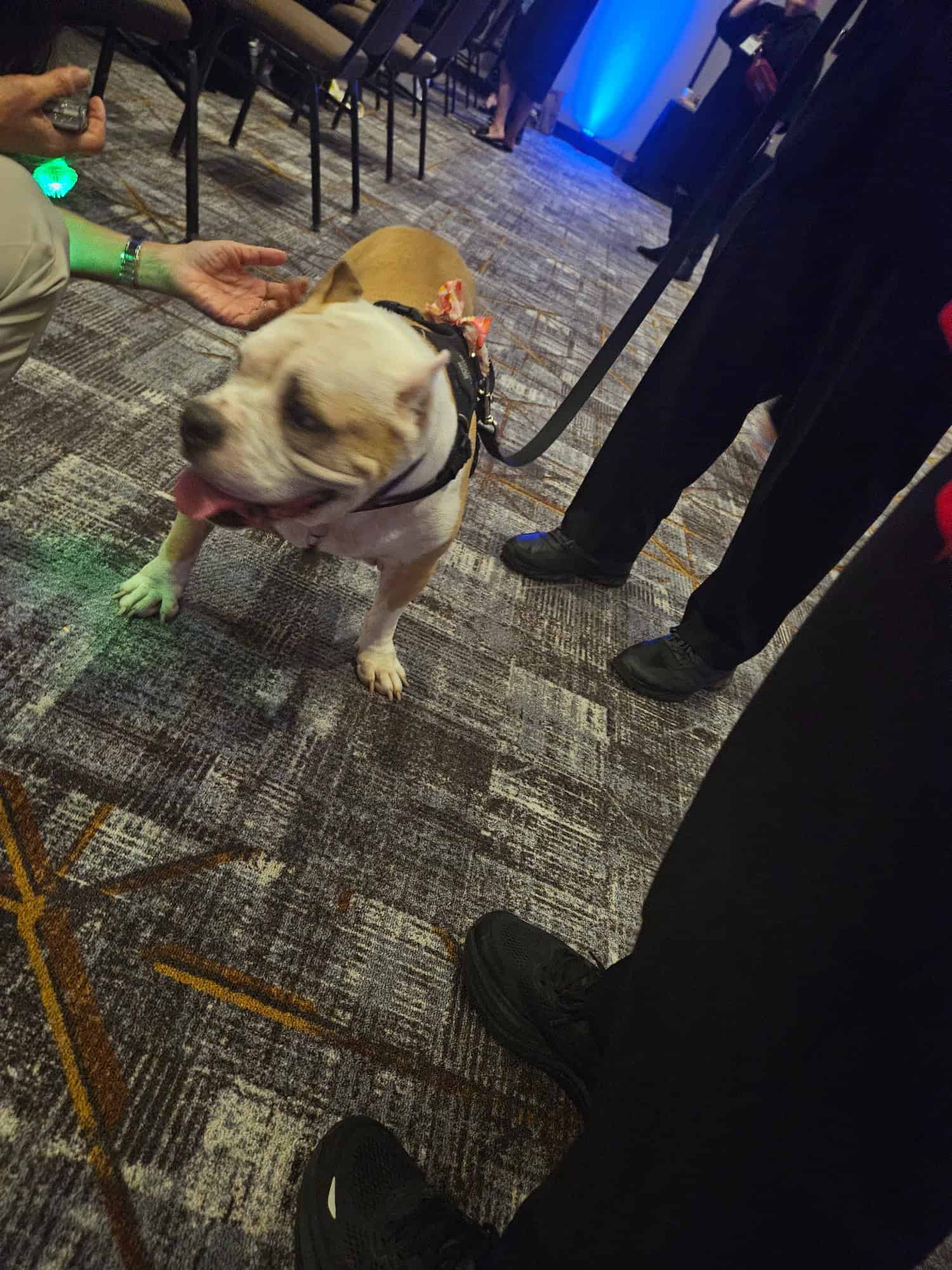 VIP Guest