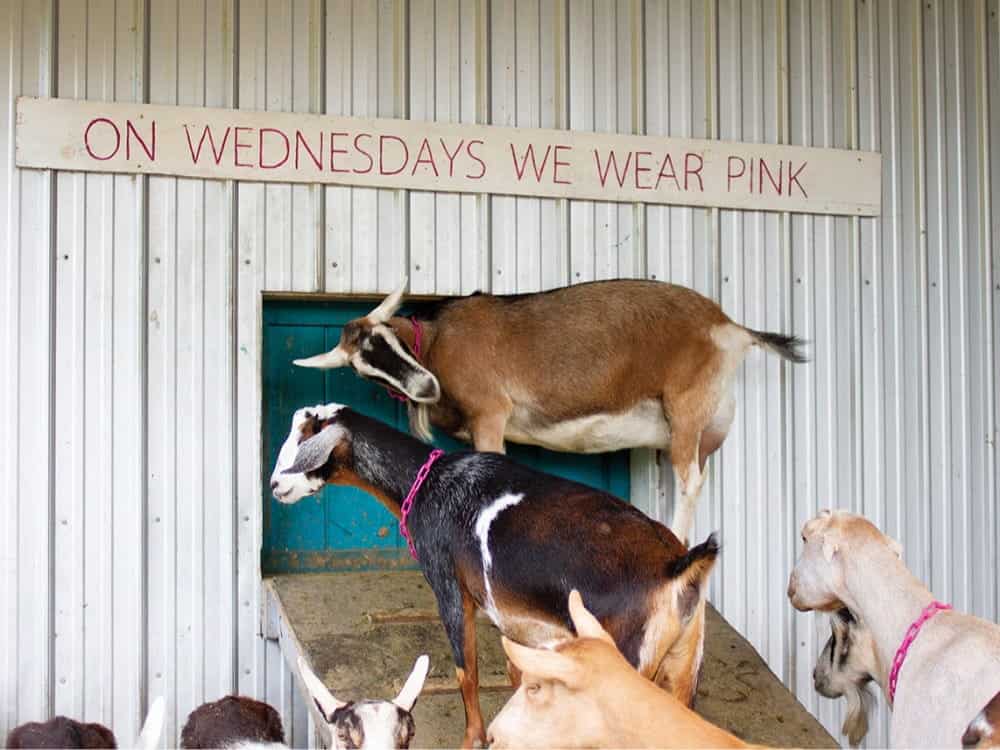 Several goats, some wearing pink collars, stand near a small door under a sign that reads “ON WEDNESDAYS WE WEAR PINK” on a corrugated metal wall—a playful scene you might spot on a Western Washington cheese road trip exploring charming dairies and local creameries.