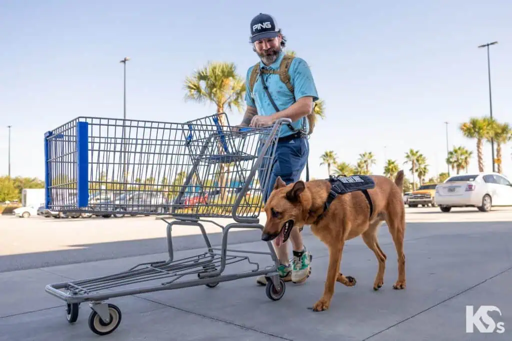 A man wearing a blue shirt pushes a shopping cart outside, accompanied by a service dog on a leash.