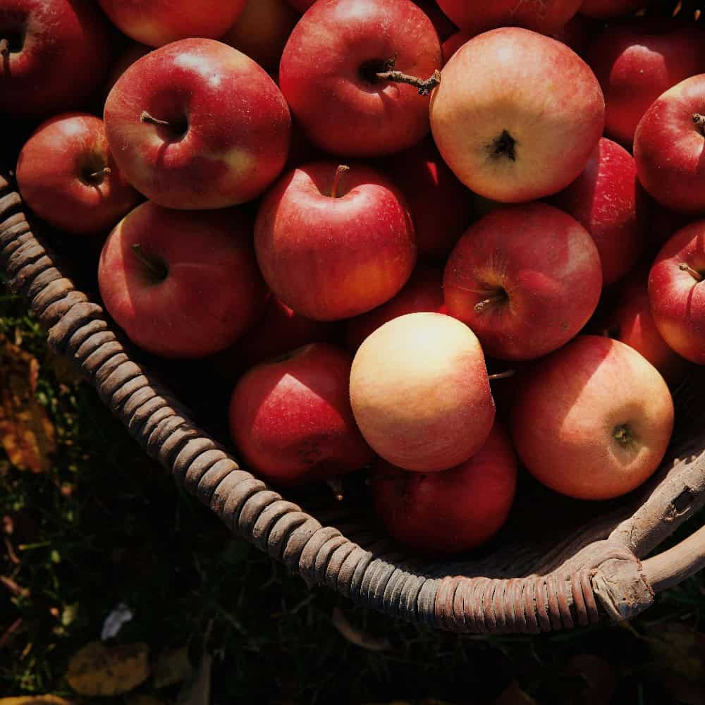 A woven basket filled with red apples sits on the grass in sunlight, with some apples partially in shadow and others brightly lit.
