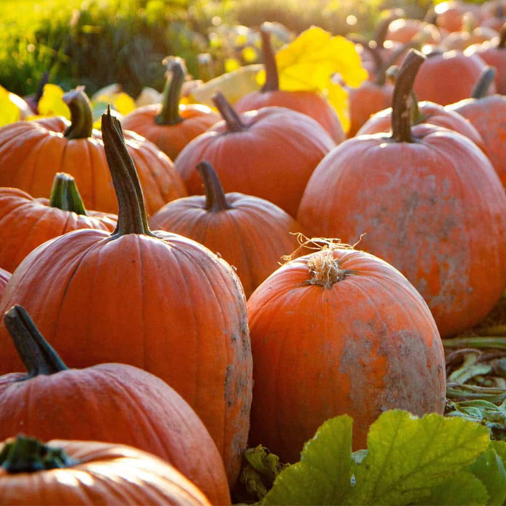 A group of orange pumpkins sits on the ground among green leaves in sunlight.