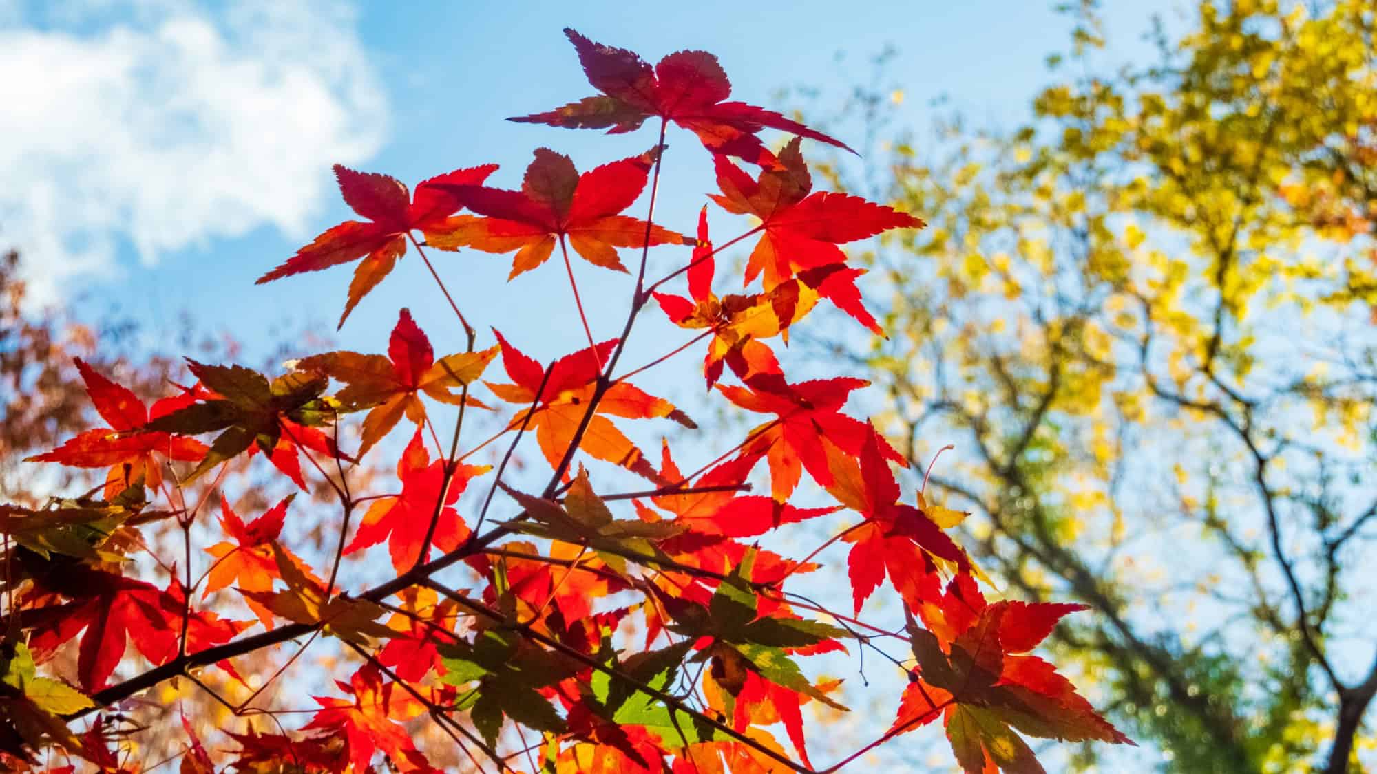 Red and orange maple leaves on branches are shown against a blue sky with some clouds and yellow autumn foliage in the background.