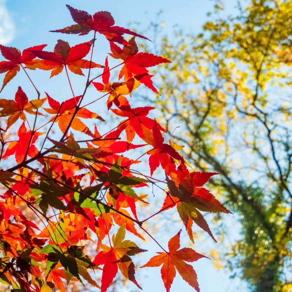 5 Cozy Fall Outings