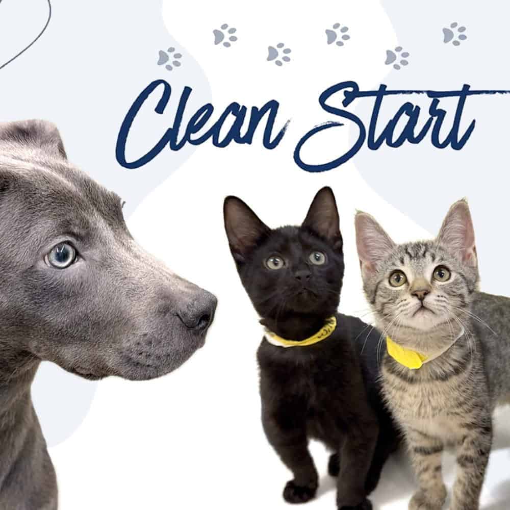 A Fresh Start for Seattle’s Shelter Pets