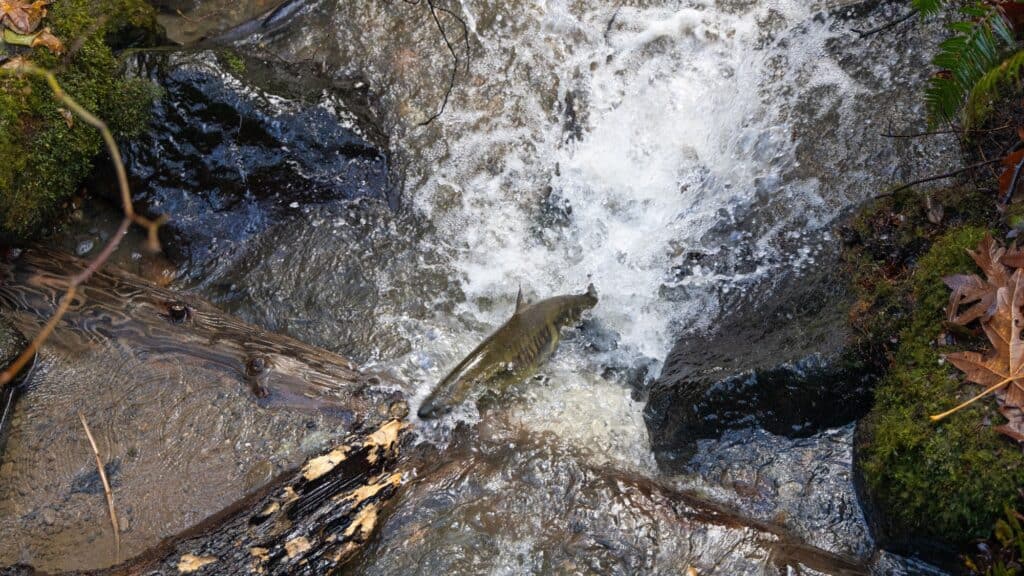 A salmon swimming upstream against a small waterfall.