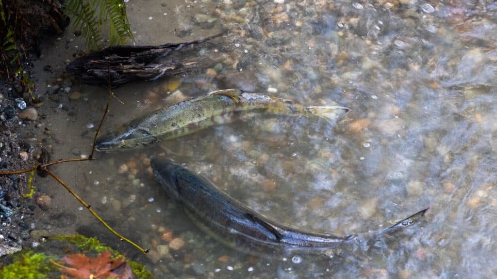Two salmon swimming in shallow, clear water over a pebbled stream bed.