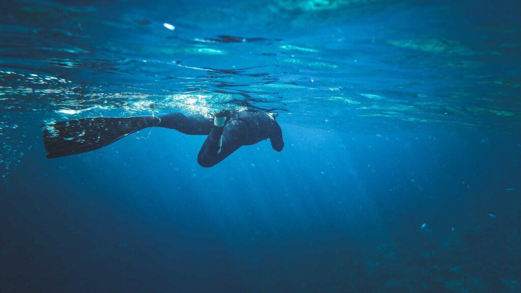 A snorkeler wearing a wetsuit and fins swims near the water’s surface during a Lake Washington freediving session.