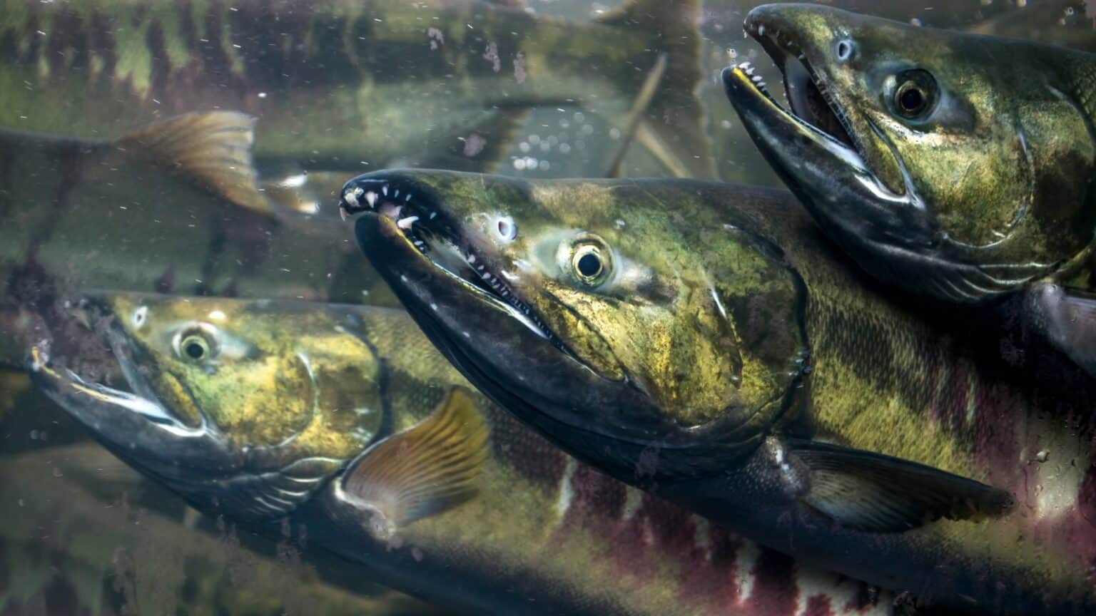Where to See Seattle’s Chum Salmon Run Up Close - Seattle magazine