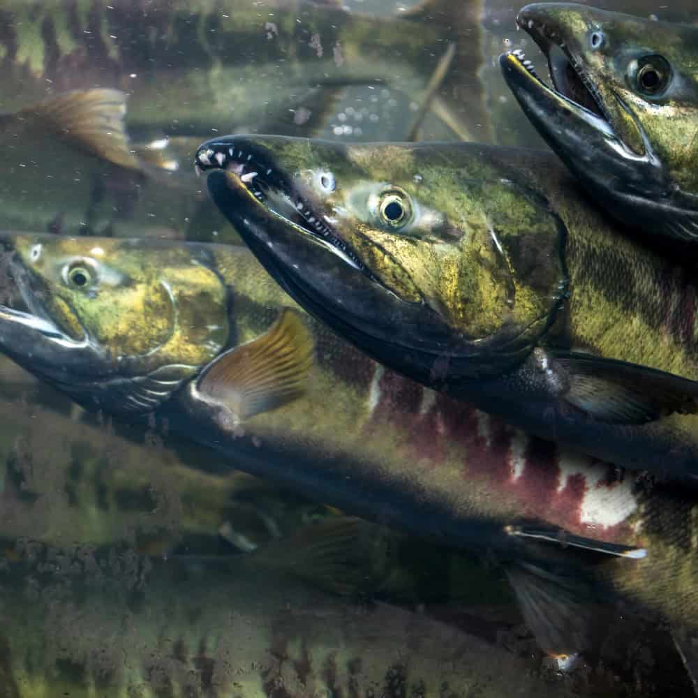 Several salmon swimming closely together underwater.