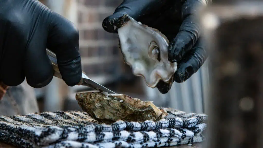 A person wearing black gloves uses a shucking knife to open an oyster in a scene reminiscent of a sloth surprise.