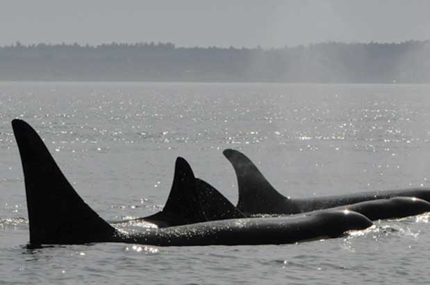 Orca Death, Bertha Delayed Again & More News