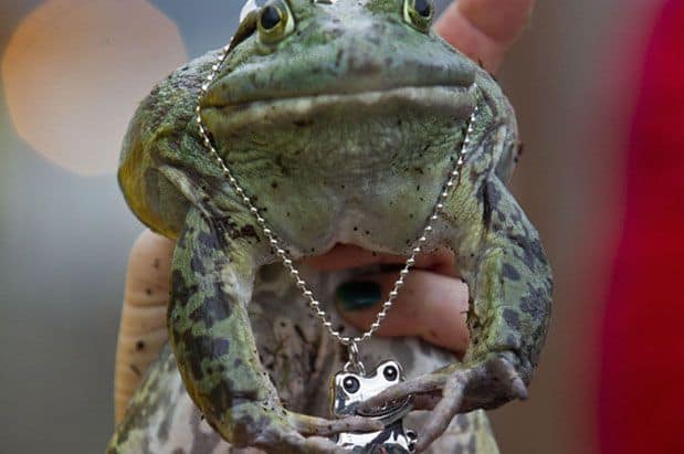 Will We Have an Early Spring? Find Out on GroundFrog Day