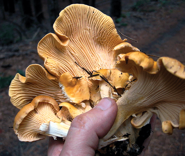 Planning for a Year of Foraging