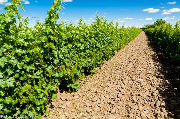 The Best Wines from The Rocks AVA