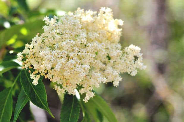 Where and How to Hunt for Elderflower
