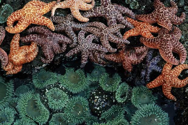 Sea Star Deaths Linked to Virus, Bob Marley Weed & More