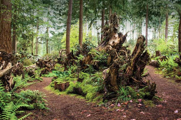 Visit Federal Way's Stumpery to Frolic Among Hundreds of Ferns