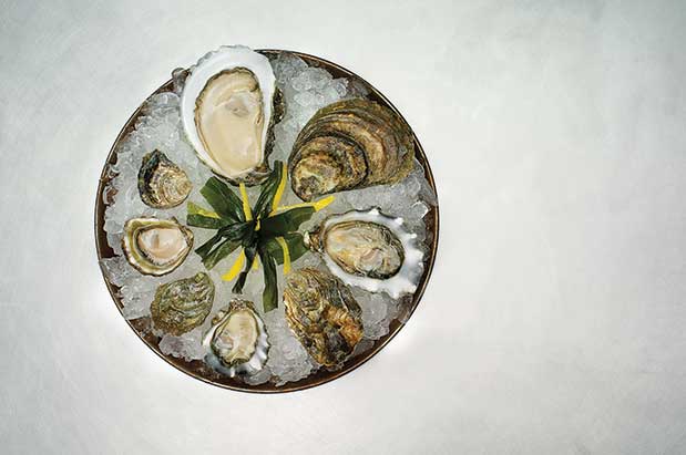 A Field Guide to Pacific Oysters