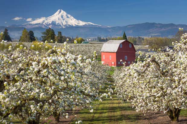 Pick Your Own Cherries on this Road Trip to the Hood River County Fruit Loop
