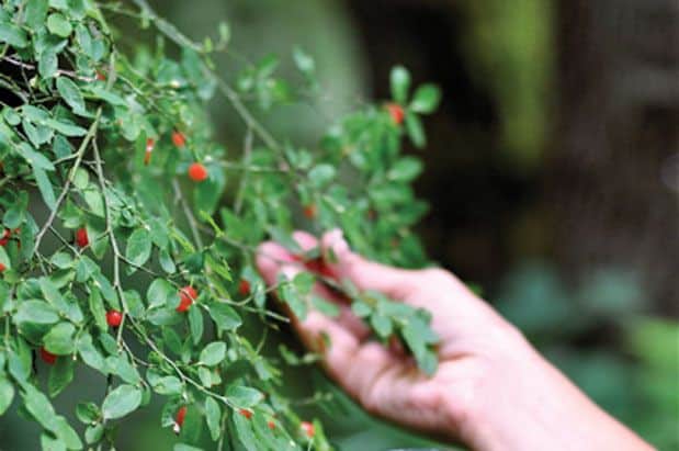 Go Ahead and Pick 'Em! Huckleberries Are Ripe for the Taking