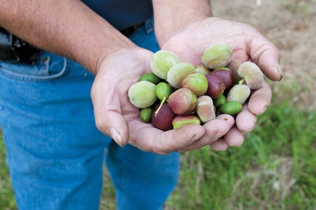 Strange Fruit from Collins Family Orchard