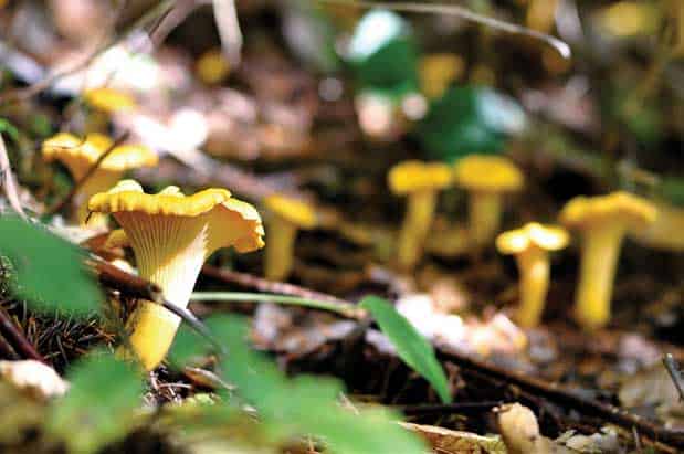 Cook's Adventures: Searching for Chanterelles
