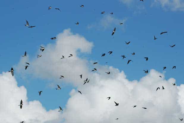 Must See the Swifts