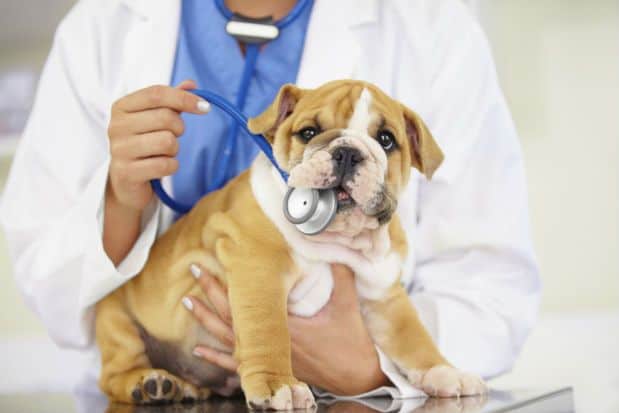 New 24/7 Pet Emergency Facility