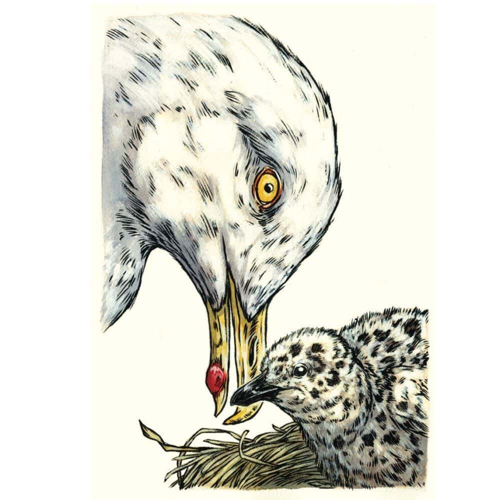 'BirdNote' Answers All Your Questions About Our Avian Friends