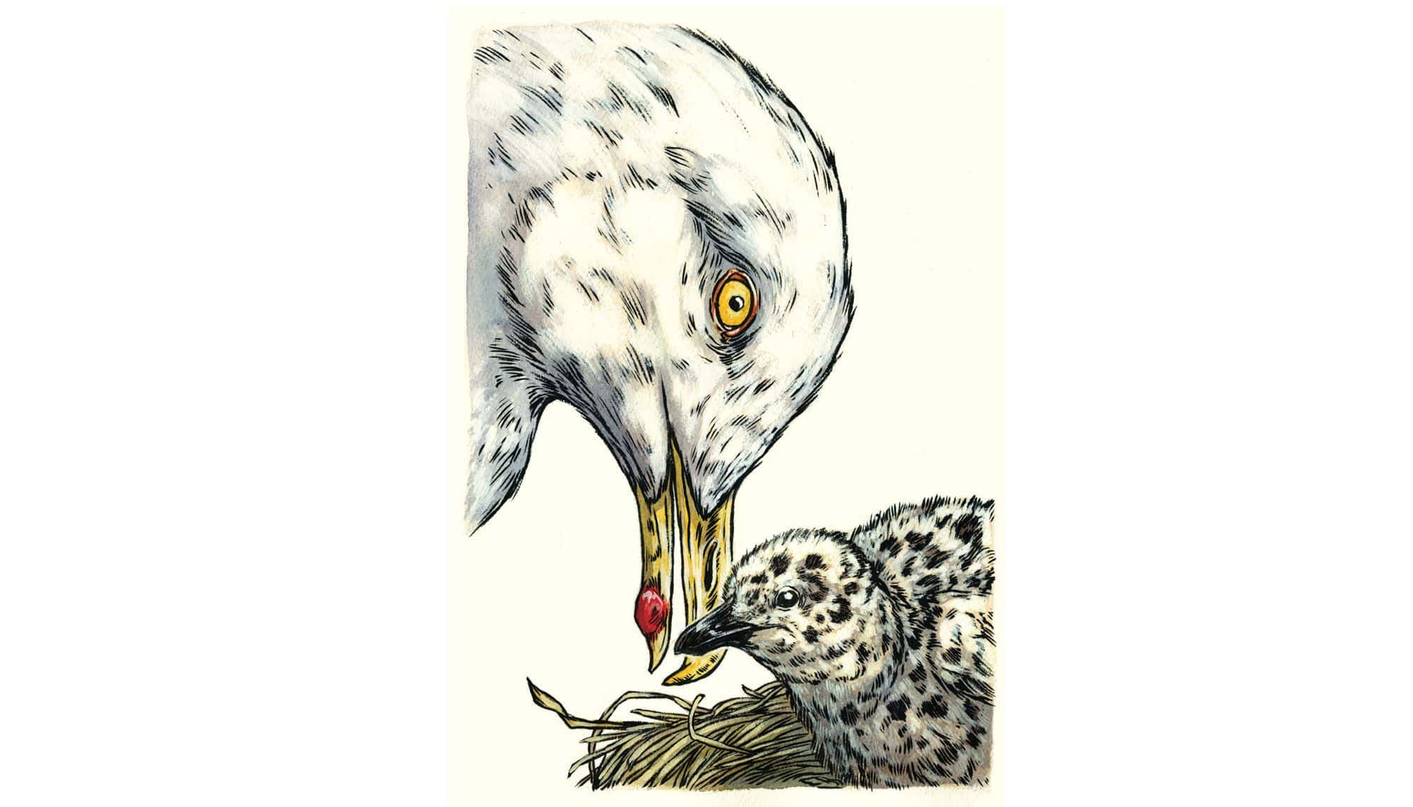 1-Herring