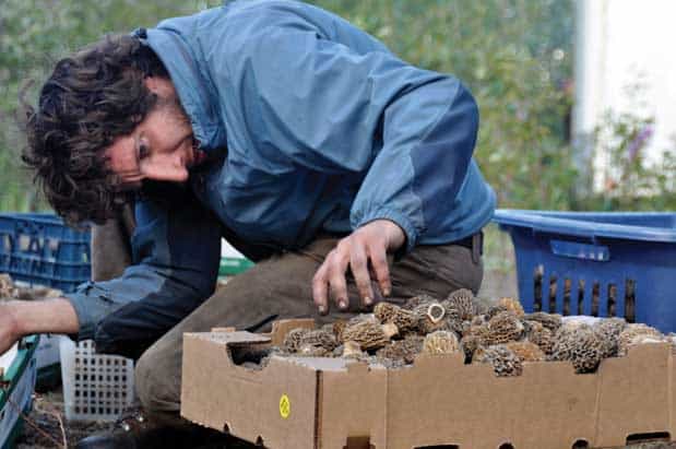 On the Hunt for Morels