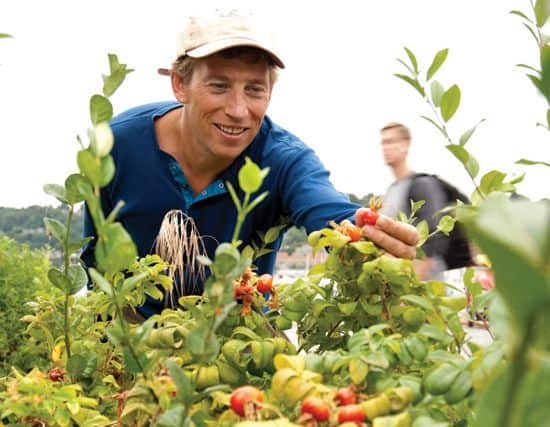 Rose Hips: A Cure For What Ails You