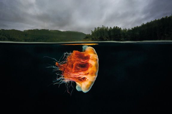 See Underwater Life in the Pacific Northwest