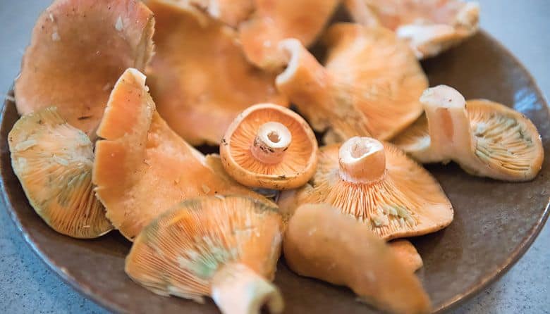 Forage for These Underrated Mushrooms on Your Next Hiking Trip