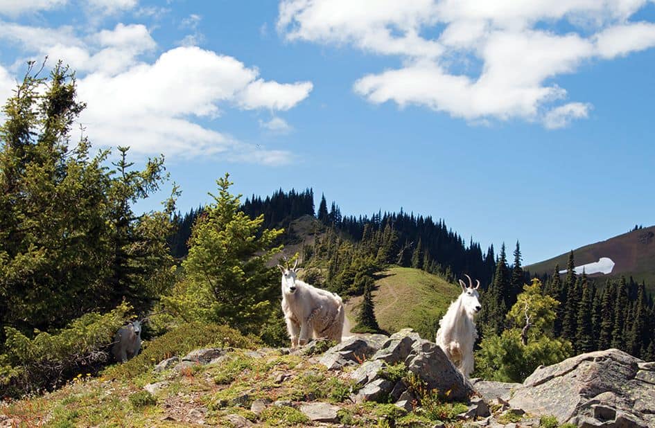 Mountain Goat Relocation Project Aims to Protect the Olympics Ecosystem