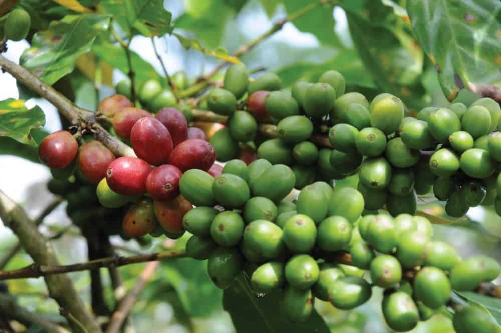 Book Excerpt: Coffee for Dummies
