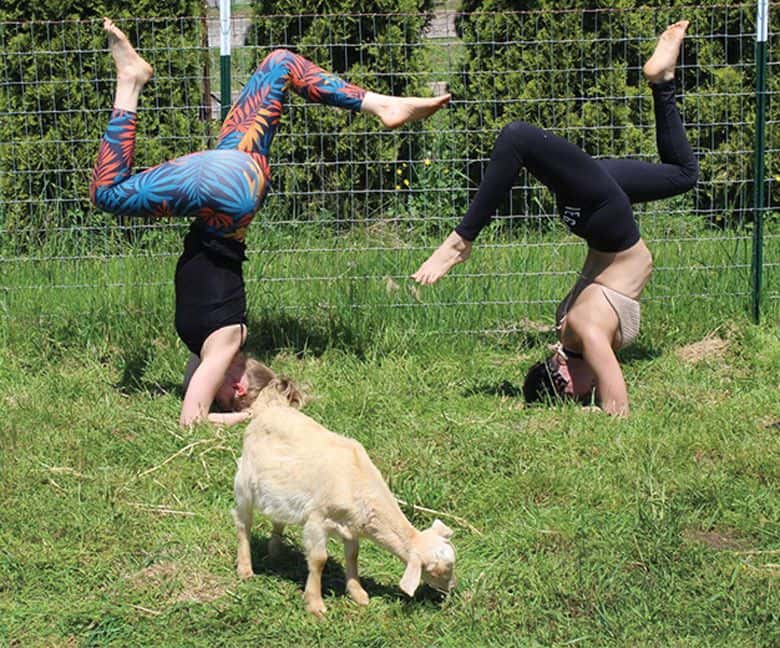 Goat Yoga is the Weirdest Fitness Trend Sweeping Washington