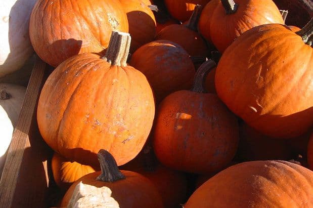 Fall Fun: Red Tricycle's Roundup of Pumpkin Patches Near Seattle