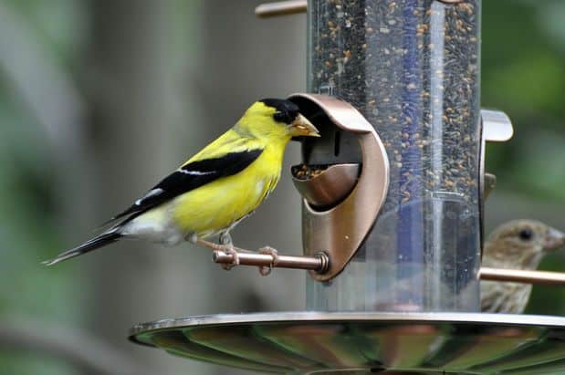 Build a Bird Feeder and More October Home Must-Dos