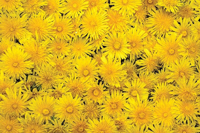 Eat Your Weeds: Forage For Dandelions and Make Some Heavenly Jelly