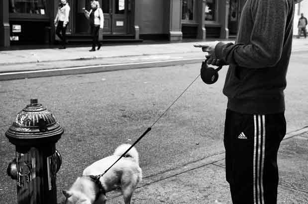 Two New Mobile Apps for Seattle Dog Lovers