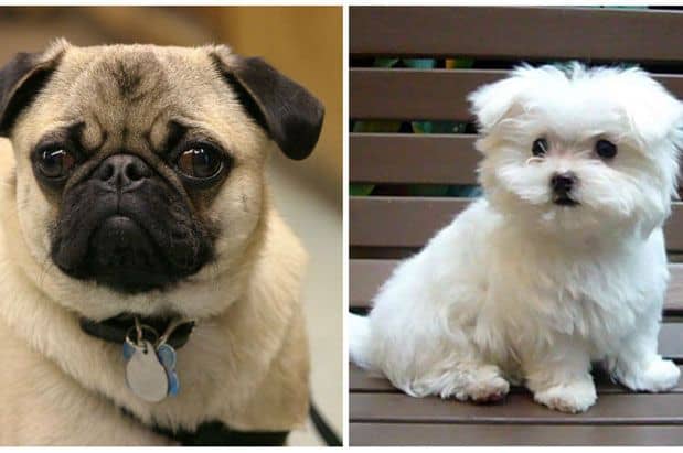 Seattle vs. San Francisco: Which City is Better for Dogs