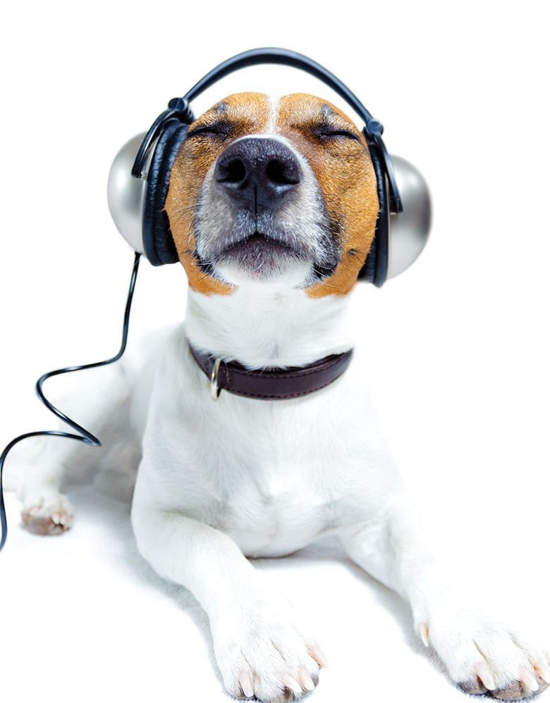 Fourth of July Fireworks Can be Terrifying for Dogs. Here’s How to Help