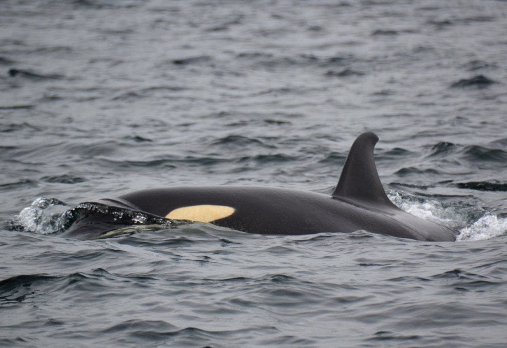 Seattle’s Most Influential People 2019: Southern Resident Orca Task Force