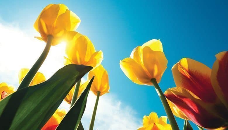 Best Places to See Washington’s Blooming Spring Flowers
